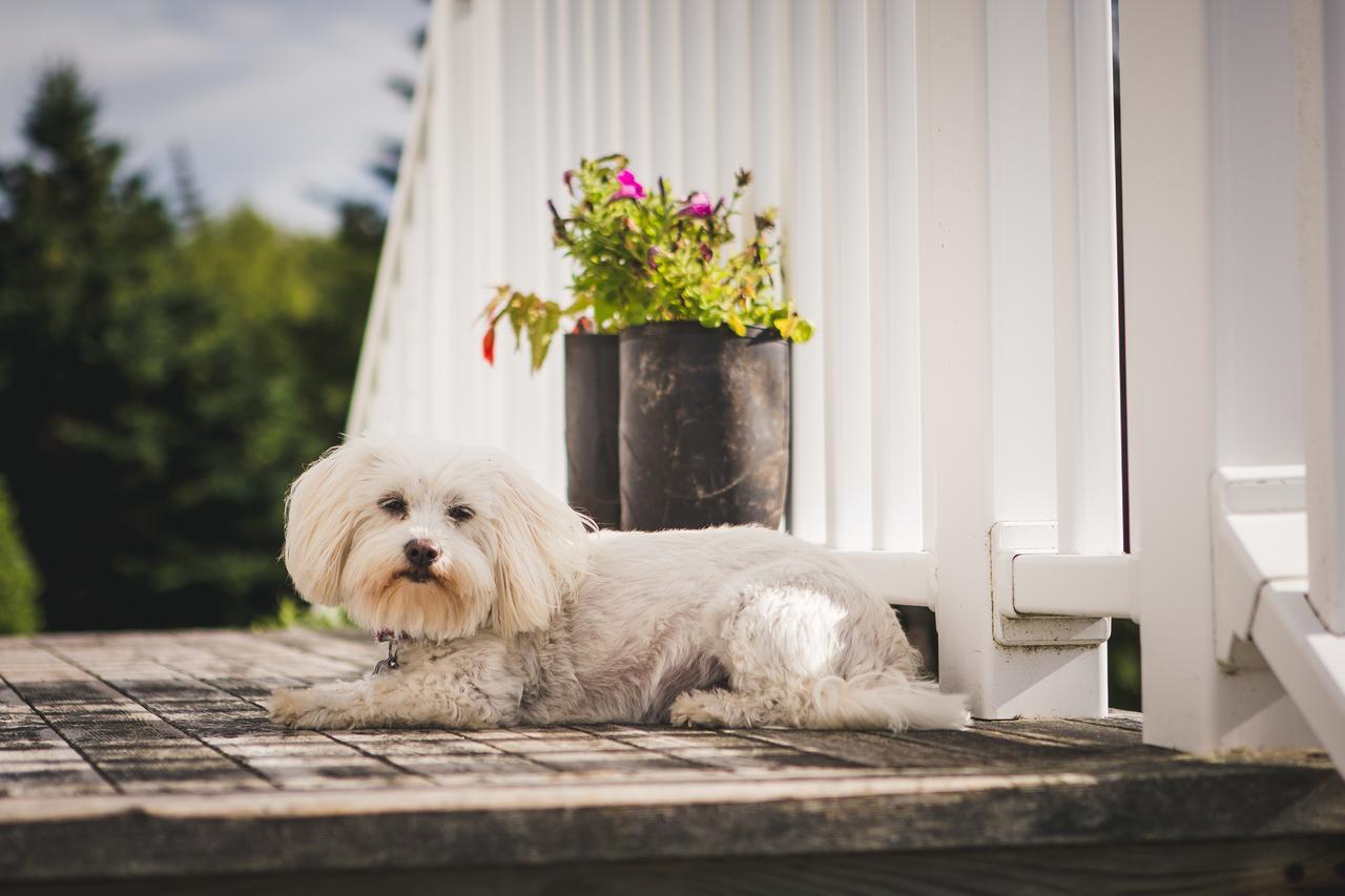 Bed and Breakfast Abbie'S Garden Bed & Breakfast Grand Bank Exteriér fotografie